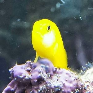 Meet your Posher, Charles